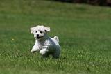 BICHON FRISE 564